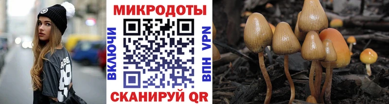 Галлюциногенные грибы Psilocybe Чита